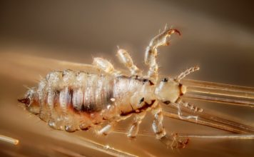 Fejtetű (Pediculus humanus capitis) fejtetű