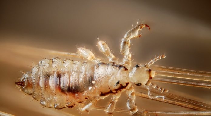 Fejtetű (Pediculus humanus capitis) fejtetű