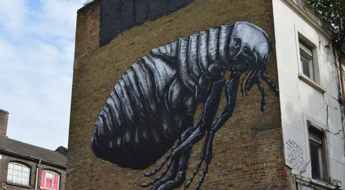 Bolhairtás bolhairtás