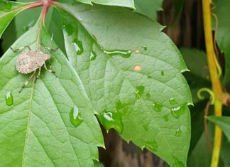 Ázsiai márványpoloska (Halyomorpha halys) márványpoloska
