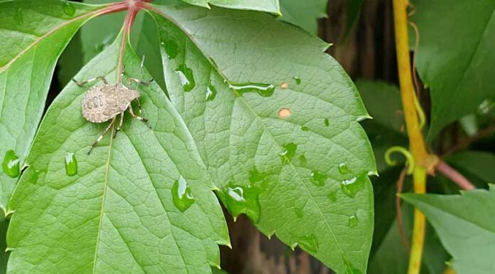 Ázsiai márványpoloska (Halyomorpha halys) márványpoloska