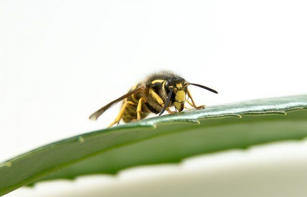 Darázsirtás garancia darázsirtás ára