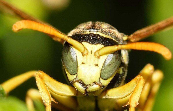 Darázsirtás házilag darázsirtás házilag