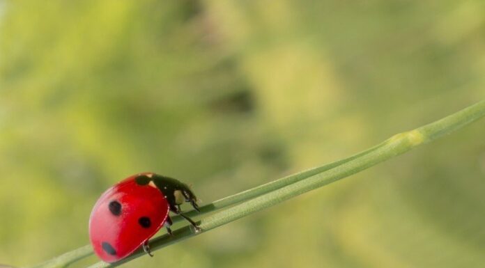 Harlekinkatica ( Harmonia axyridis ) harlekinkatica