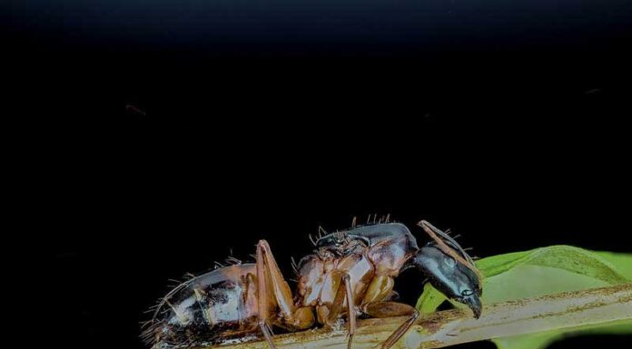 Faodvasító lóhangya ( Camponotus spp ) faodvasító lóhangya