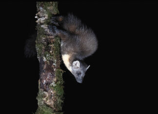 Nyest a falban nyest-a-falban