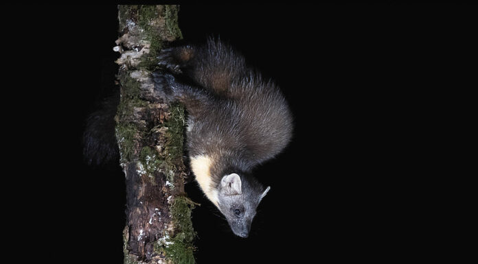 Nyest a falban nyest-a-falban