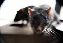 Rágcsálóirtás falban rágcsálóirtás falban