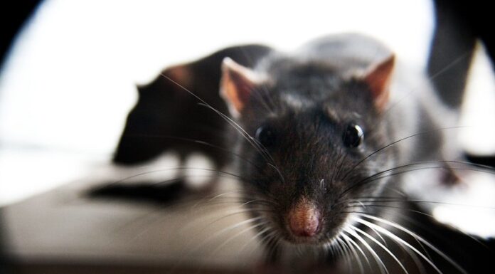 Rágcsálóirtás falban rágcsálóirtás falban