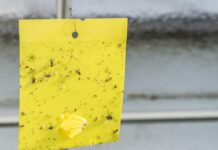 Rovarcsapdák rovarcsapdák