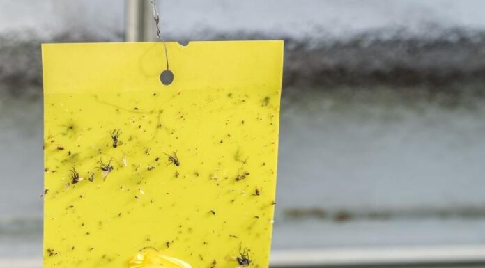 Rovarcsapdák rovarcsapdák