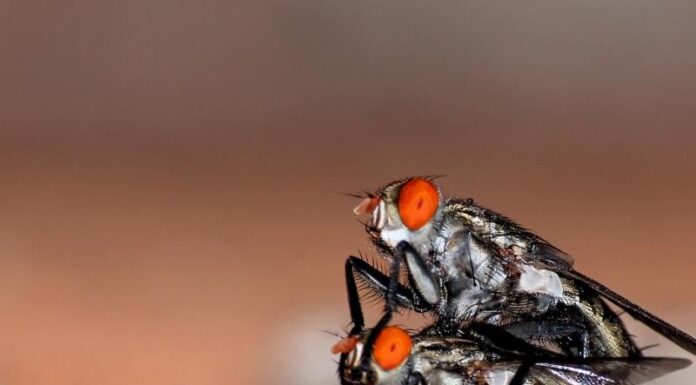 Légyirtás légyirtás