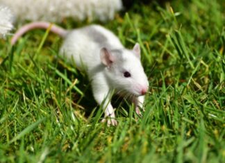 Patkányirtás a szomszédban patkányirtás a szomszédban