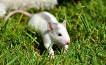 Patkányirtás a szomszédban patkányirtás a szomszédban