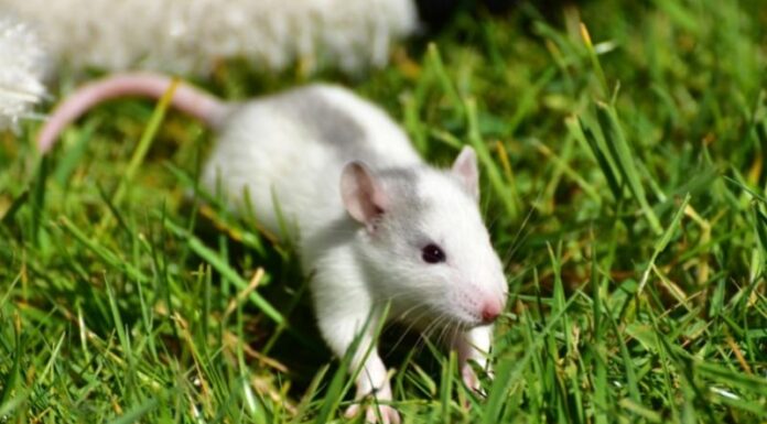 Patkányirtás a szomszédban patkányirtás a szomszédban