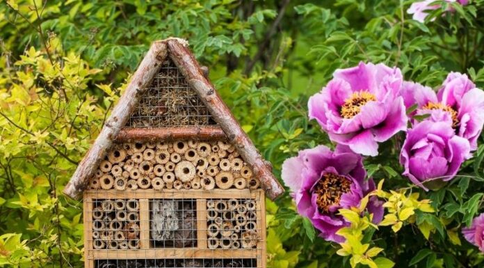 Rovarhotel rovarhotel