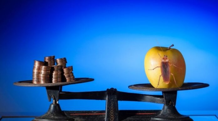 Emelkedő kártevőirtás árak kártevőirtás árak