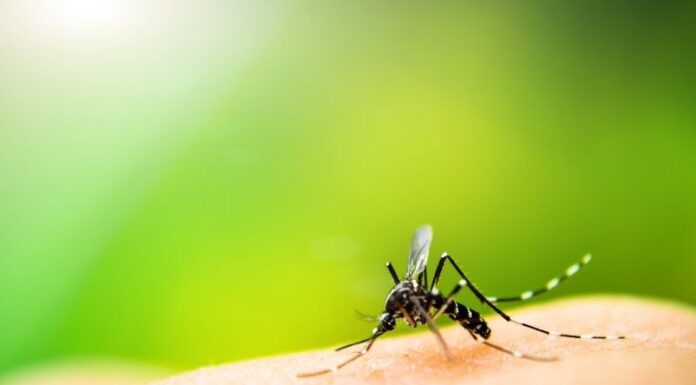 Szúnyogok szúnyogok