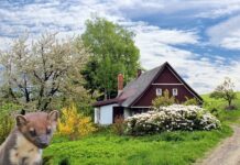 Nyest a házban nyest a házban