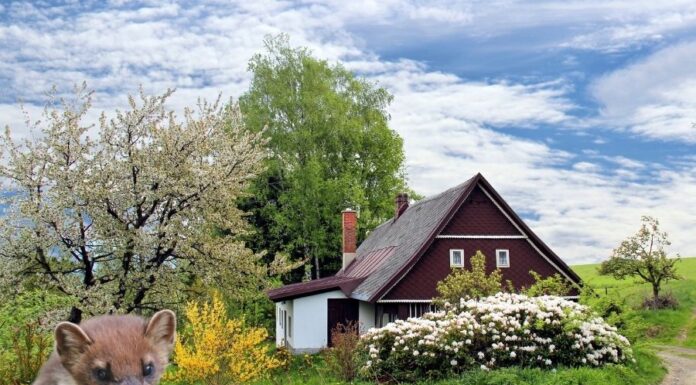 Nyest a házban nyest a házban