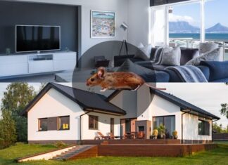 Egérirtás házban egérirtás házban