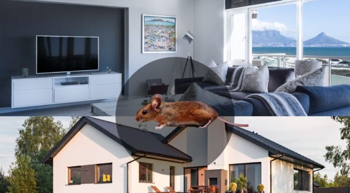 Egérirtás házban egérirtás házban