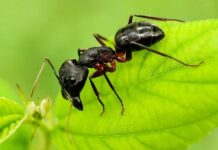 Faodvasító lóhangya faodvasító lóhangya