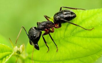 Faodvasító lóhangya faodvasító lóhangya