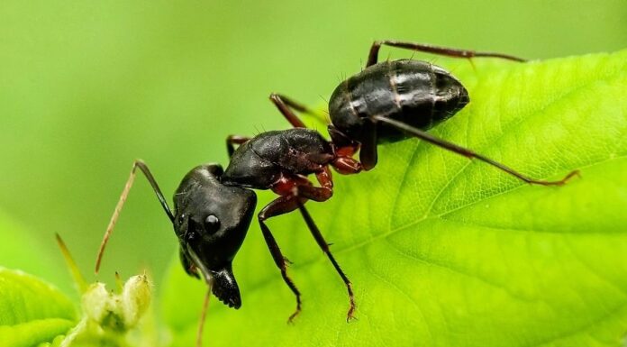 Faodvasító lóhangya faodvasító lóhangya