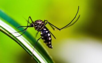 Betegséget terjesztő kullancsok és szúnyogok Betegséget terjesztő kullancsok és szúnyogok
