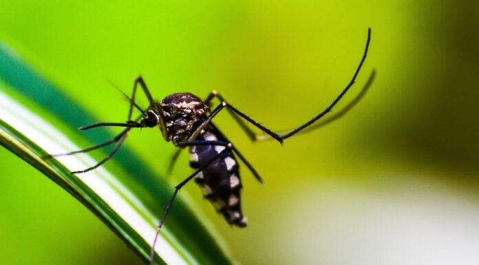 Betegséget terjesztő kullancsok és szúnyogok Betegséget terjesztő kullancsok és szúnyogok