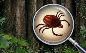 Általános tudnivalók kullancsokról Általános tudnivalók kullancsokról