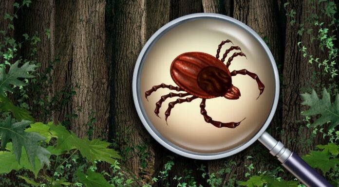 Általános tudnivalók kullancsokról Általános tudnivalók kullancsokról