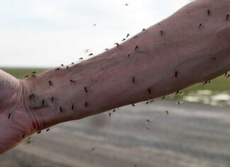 Riasztószerek vérszívók ellen Riasztószerek vérszívók ellen