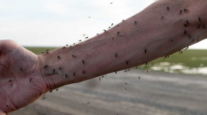Riasztószerek vérszívók ellen Riasztószerek vérszívók ellen