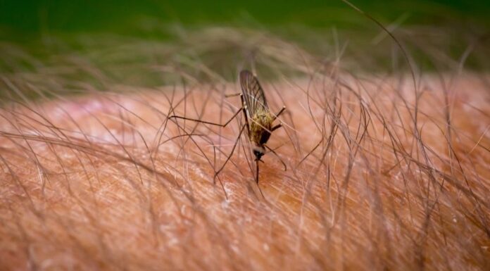 Szúnyogok ellen szúnyogok ellen