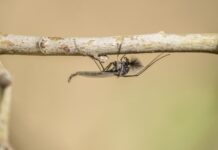 Árvaszúnyog invázió a Balatonnál 2022 árvaszúnyog