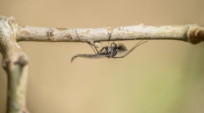 Árvaszúnyog invázió a Balatonnál 2022 árvaszúnyog