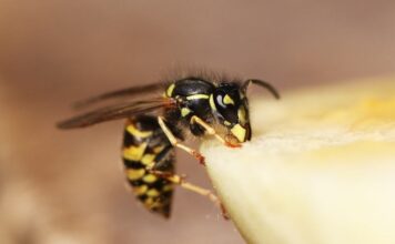 Szakszerűtlen darázsirtás Szakszerűtlen darázsirtás