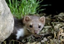 Mekkora lyukon fér be a nyest? Mekkora lyukon fér be a nyest