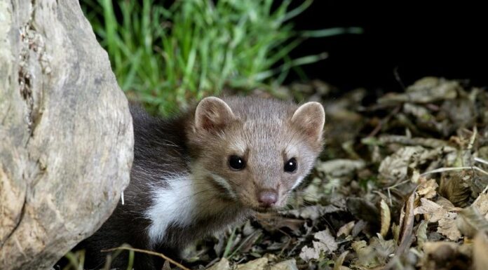 Mekkora lyukon fér be a nyest? Mekkora lyukon fér be a nyest