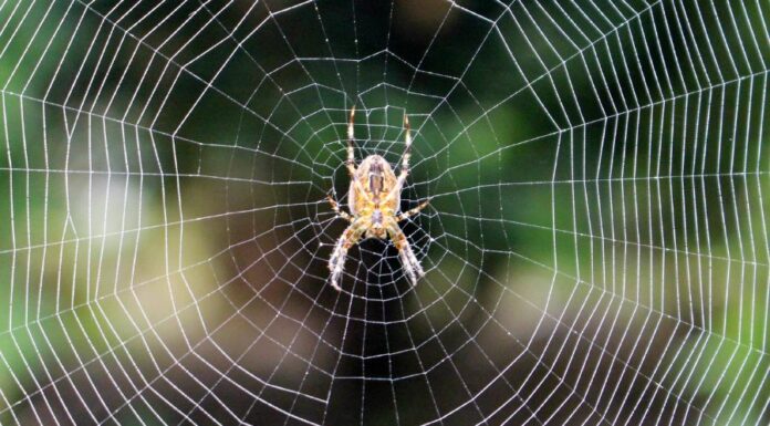Pókirtás után ellenőrzés Pókirtás után ellenőrzés