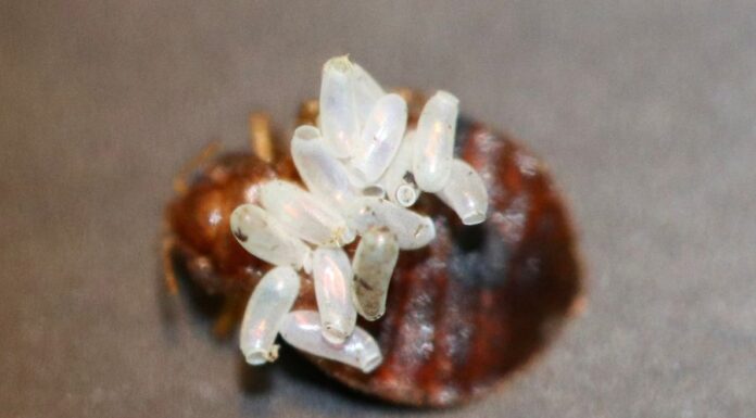 Ágyi poloska pete Ágyi poloska pete