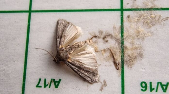 Élelmiszer-molyok Élelmiszer-molyok