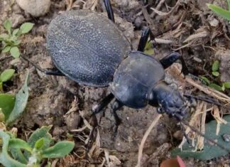 Bőrfutrinka (Carabus coriaceus) Bőrfutrinka (Carabus coriaceus)