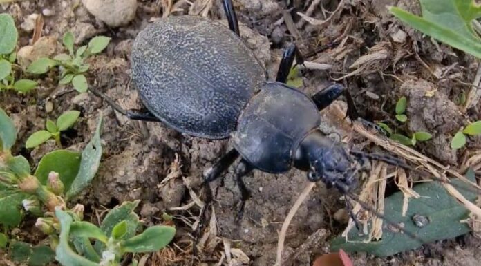 Bőrfutrinka (Carabus coriaceus) Bőrfutrinka (Carabus coriaceus)