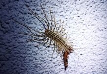 Légyölő pókszázlábú (Scutigera coleoptrata) Légyölő pókszázlábú