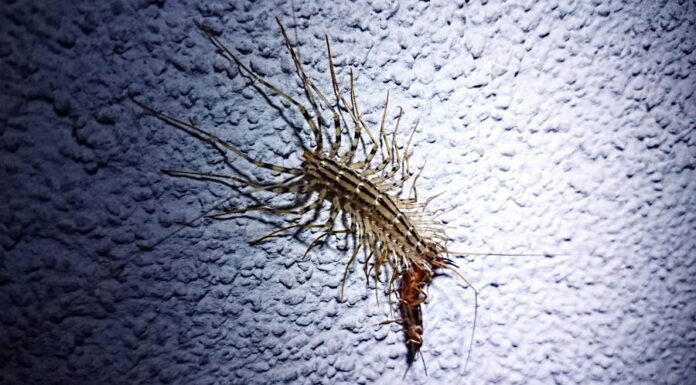 Légyölő pókszázlábú (Scutigera coleoptrata) Légyölő pókszázlábú