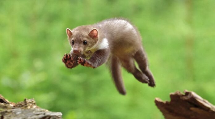 Nyestcsapda nyestcsapda