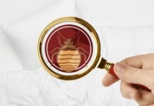 Ágyi poloska irtás ágyi poloska irtás